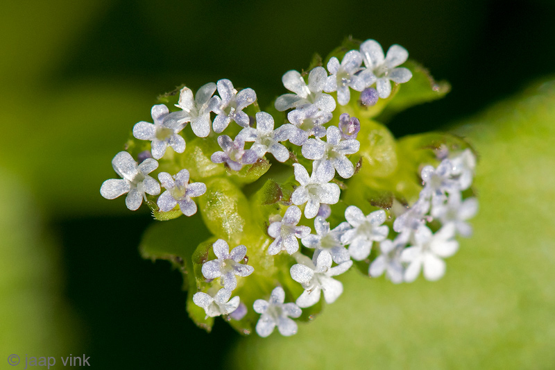 Corn Salad - Veldsla - Valerianella locusta