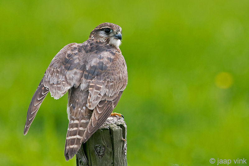 Merlin - Smelleken - Falco columbarius