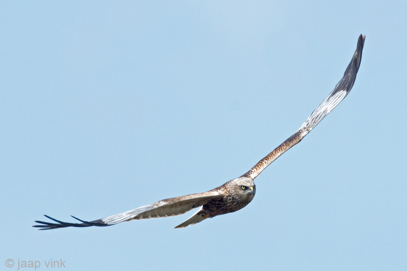 Western Marsh Harrier - Bruine Kiekendief - Circus aeruginosus