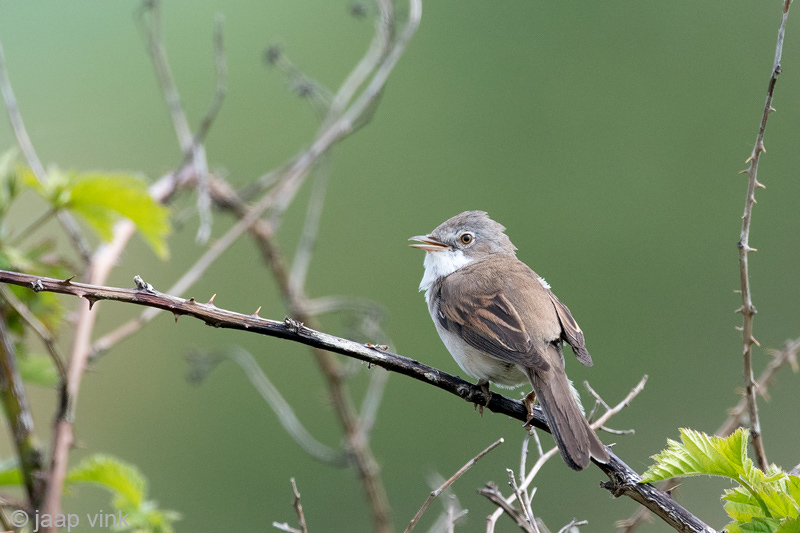 Common Whitethroat - Grasmus - Sylvia communis