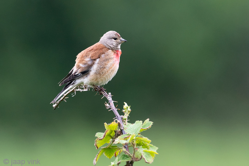 Common Linnet - Kneu -  Linaria cannabina