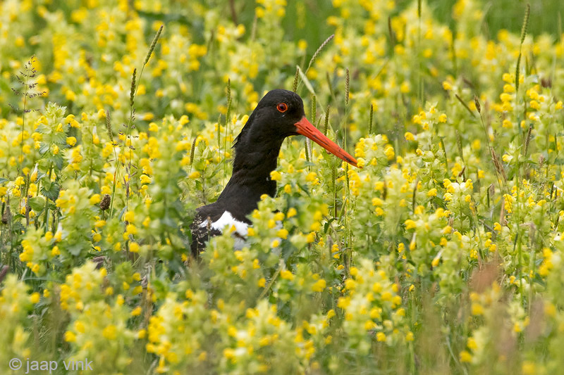 Eurasian Oystercatcher - Scholekster - Haematopus ostralegus