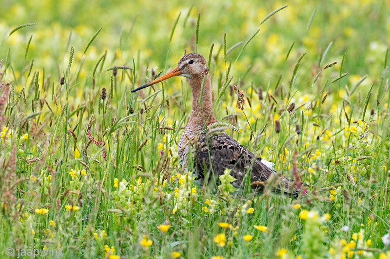 Black-tailed Godwit - Grutto - Limosa mimosa