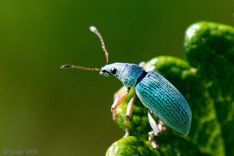 Broad-nosed Weevil - Groene Struiksnuitkever - Polydrusus sericeus