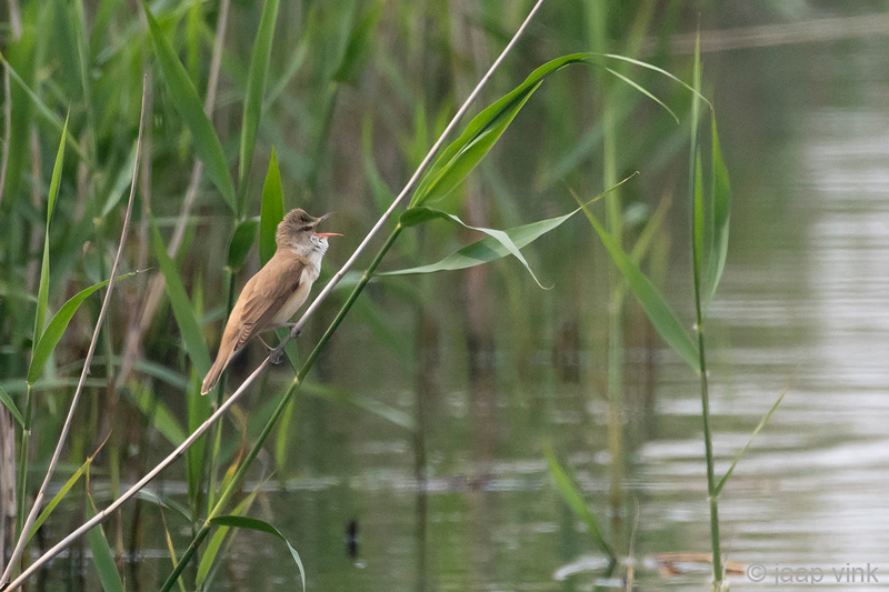Great Reed Warbler - Grote Karekiet - Acrocephalus arundinaceus