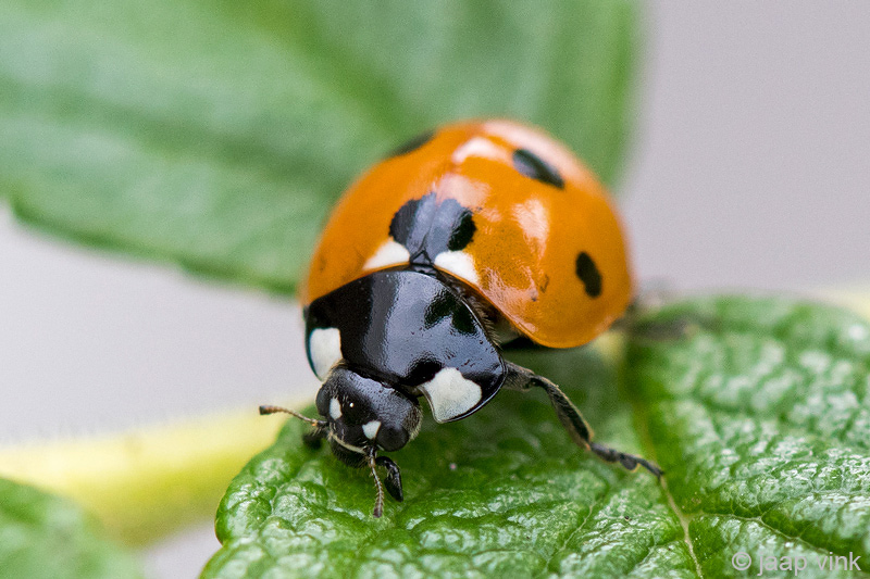 Ladybird - Zevenstippelig Lieveheersbeestje - Coccinella septempunctata