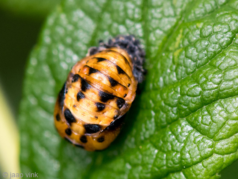 Ladybird - Zevenstippelig Lieveheersbeestje - Coccinella septempunctata