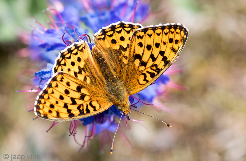 Niobe Fritillary - Duinparelmoervlinder - Argynnis niobe