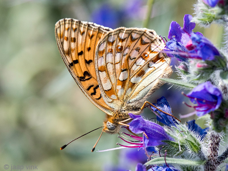 Niobe Fritillary - Duinparelmoervlinder - Argynnis niobe