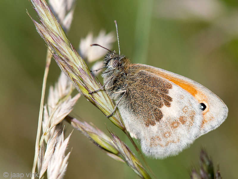 Small Heath - Hooibeestje - Coenonympha pamphilus