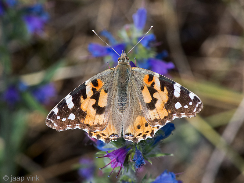 Painted Lady - Distelvlinder - Vanessa cardui