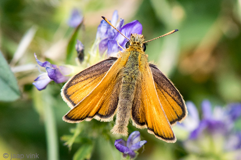 Essex Skipper - Zwartsprietdikkopje - Thymelicus lineola