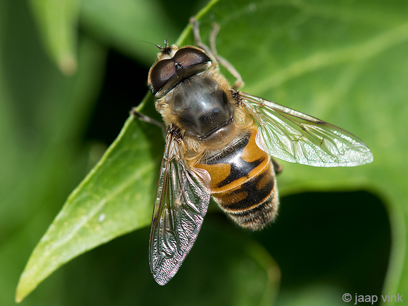 Drone Fly - Blinde Bij - Eristalis tenax