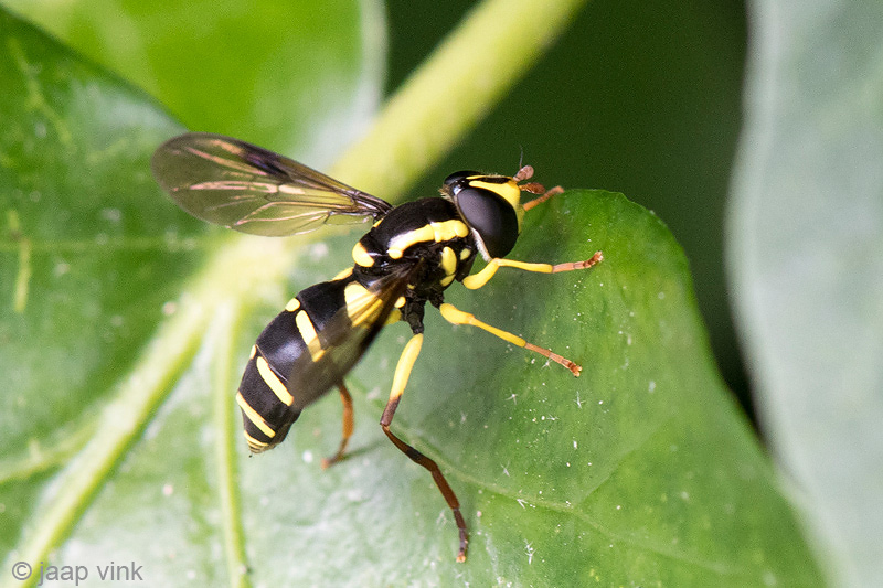 Syrphidae - Gewone Citroenzweefvlieg - Xanthogramma pedissequum