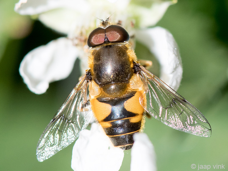 Syrphidae - Bosbijvlieg - Eristalis horticola