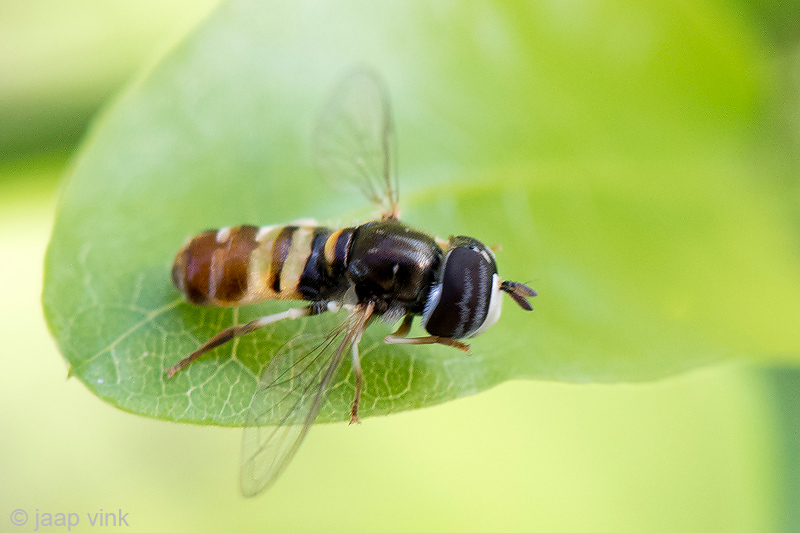 Syrphidae - Geelbandkrieltje - Paragus quadrifasciatus