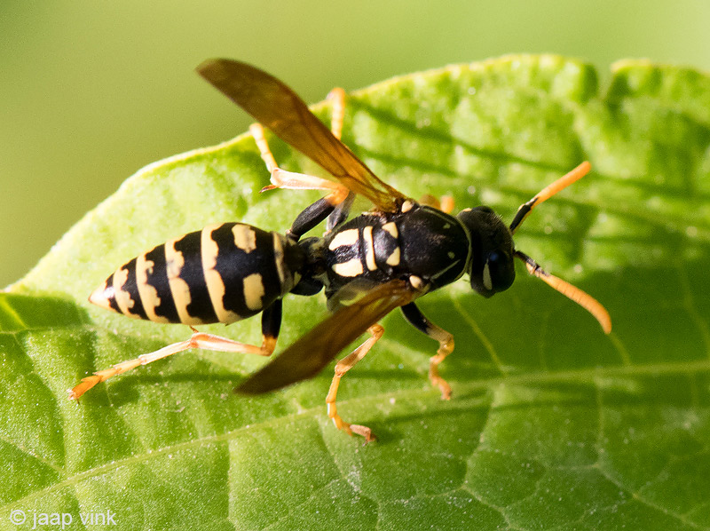 European Paper Wasp - Franse Veldwesp -  Polistes dominula
