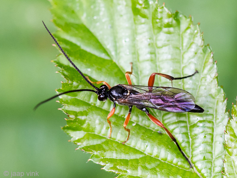  Sawfly - Bladwesp  - Tenthredo atra