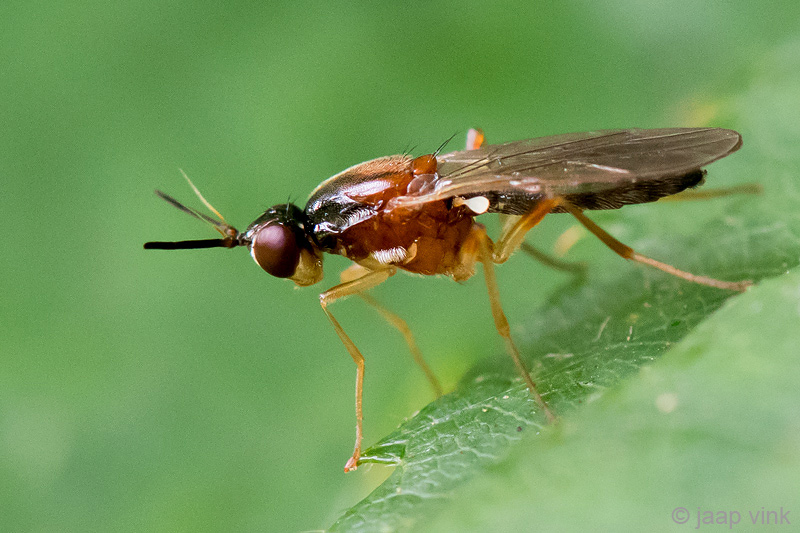 Psilidae - Wortelvlieg - Loxocera spec