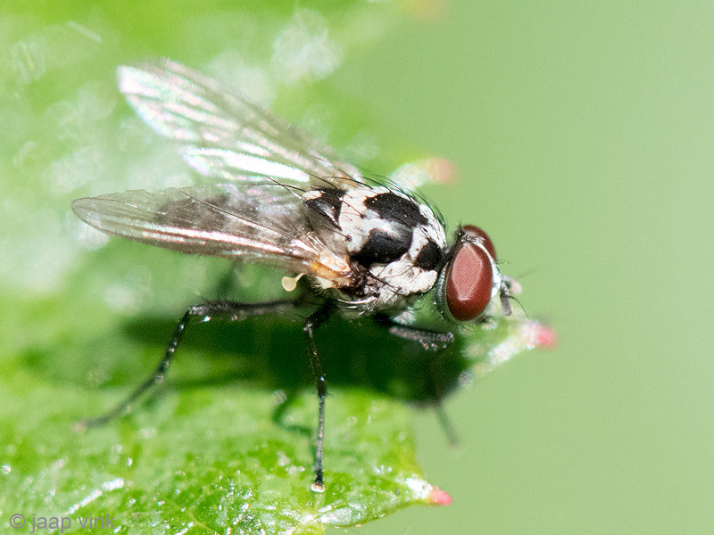 Anthomyiidae - Bloemvlieg - Anthomyia procellaris