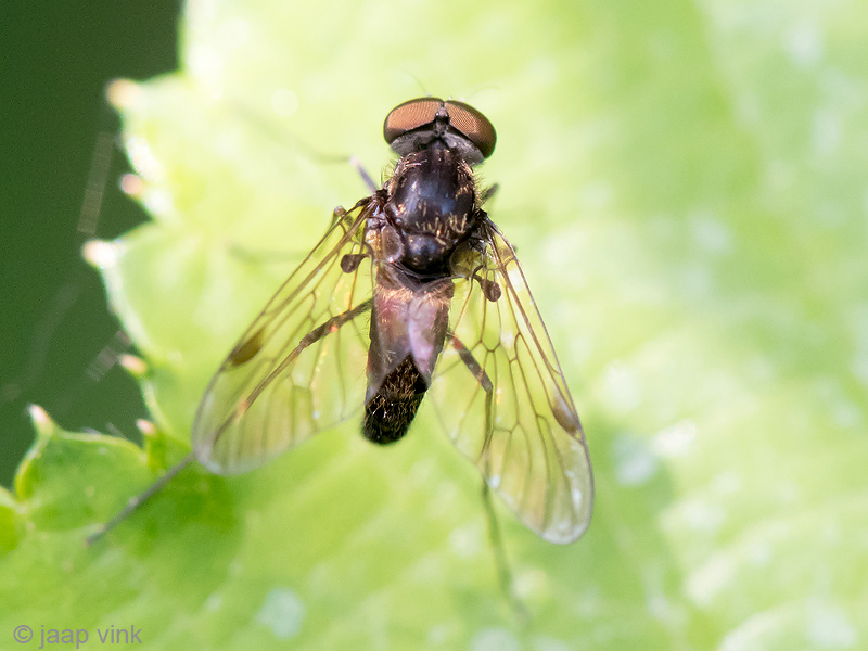 Rhagionidae - Gewone Schubsnipvlieg - Chrysopilus cristatus