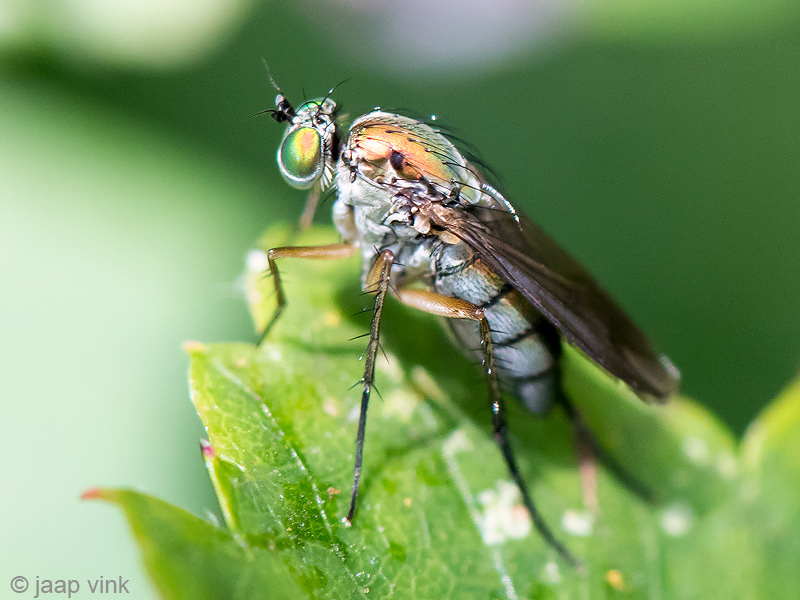 Semaphore Fly - Slankpootvlieg - Poecilobothrus nobilitatus
