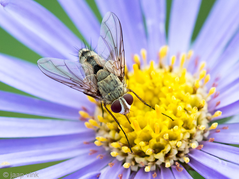 Tachinidae - Sluipvlieg - Prosena siberita