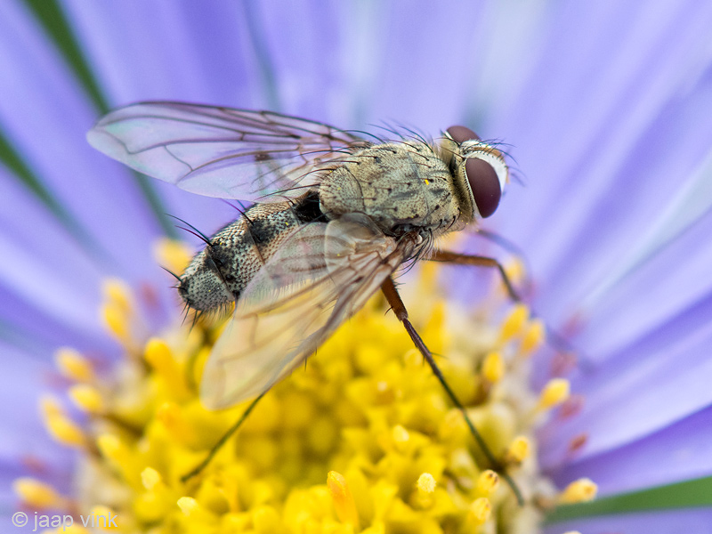 Tachinidae - Sluipvlieg - Prosena siberita