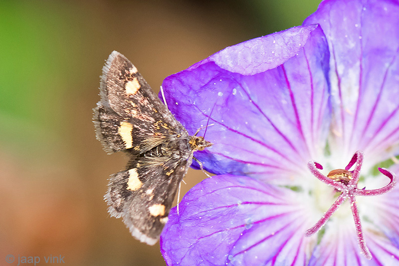 Mint Moth - Muntvlindertje - Pyrausta aurata