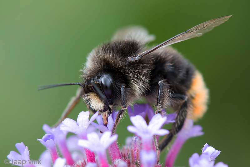 Red-tailed Bumblebee - Steenhommel - Bombus lapidarius