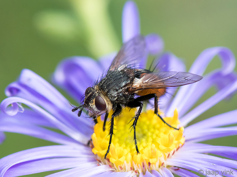 Tachinidae - Sluipvlieg - Peleteria rubescens