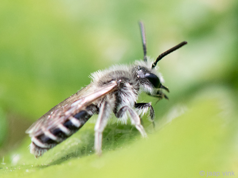 Andrenidae - Zilveren Zandbij - Andrena argentata