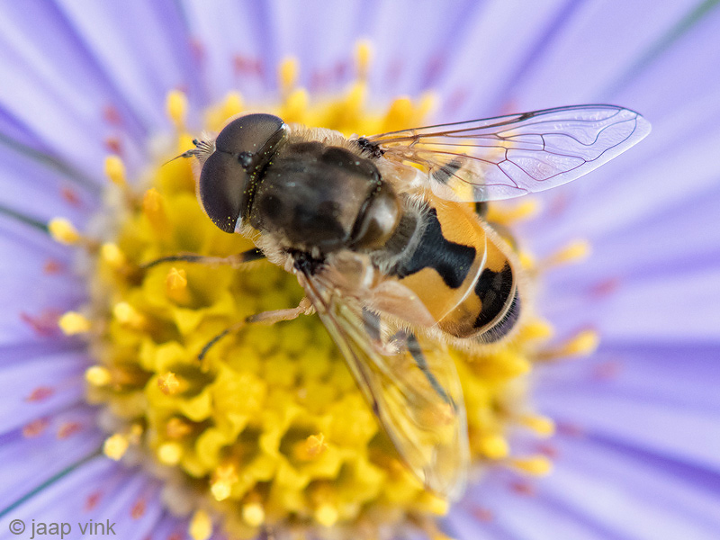 Syrphidae - Kleine Bijvlieg - Eristalis arbustorum