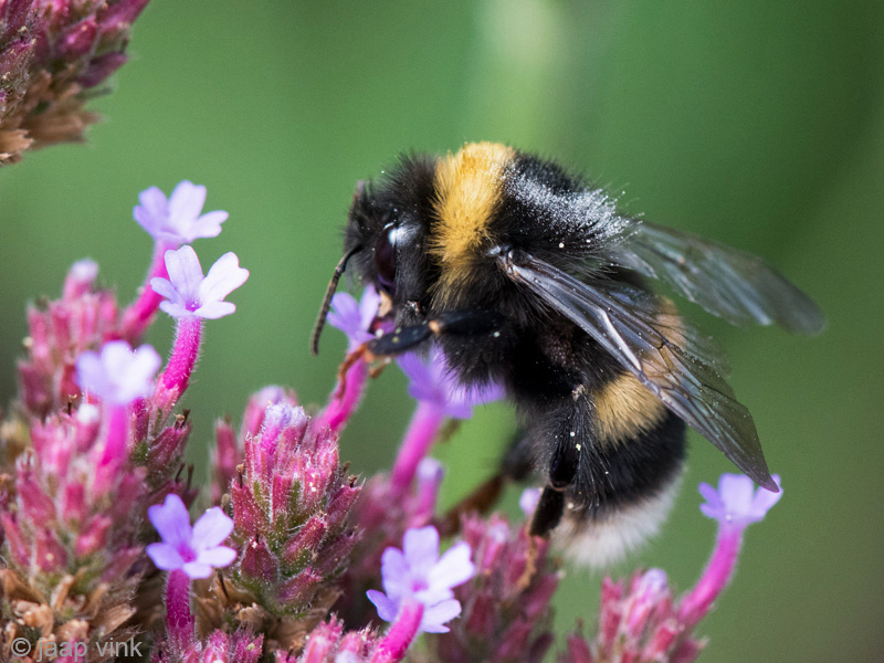 Bumblebee spec - Aardhommel spec - Bombus spec