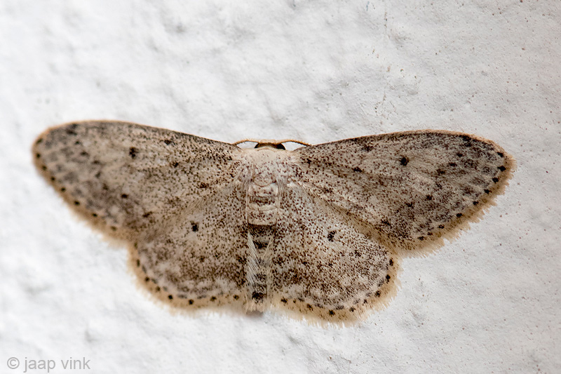 Small Dusty Wave - Paardenbloemspanner - Idaea seriata