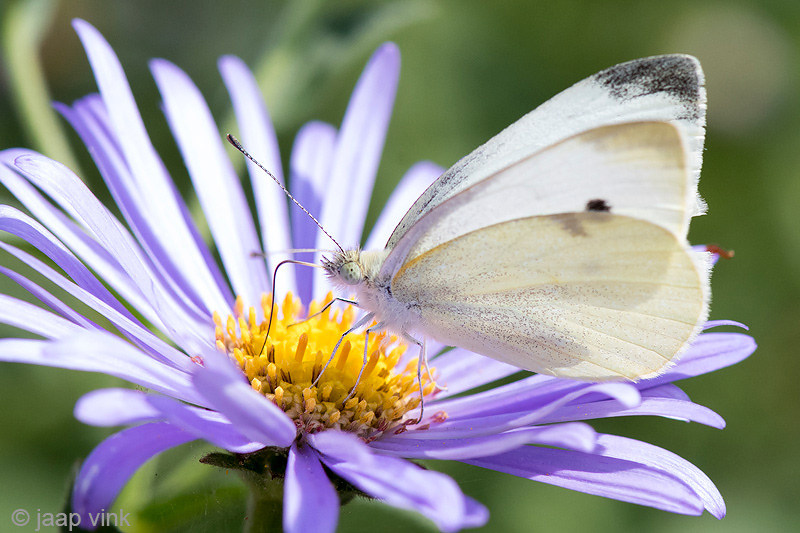 Small white - Klein Koolwitje - Pieris rapae