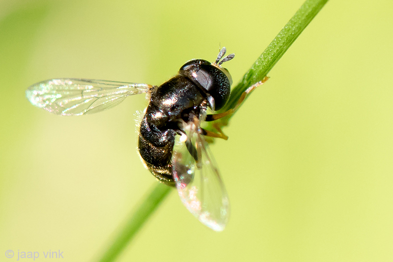 Syrphidae - Gewoon Krieltje - Paragus haemorrhous