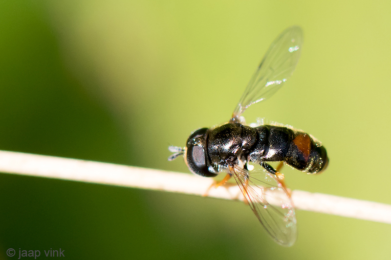 Syrphidae - Gewoon Krieltje - Paragus haemorrhous