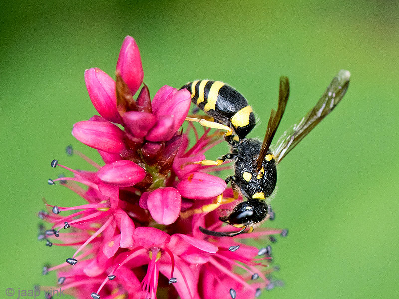 Potter wasp - Muurwesp - Ancistrocerus spec