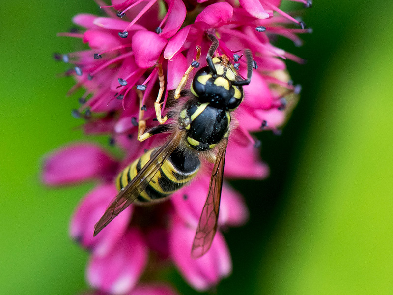 Common Wasp - Gewone Wesp - Vespula vulgaris
