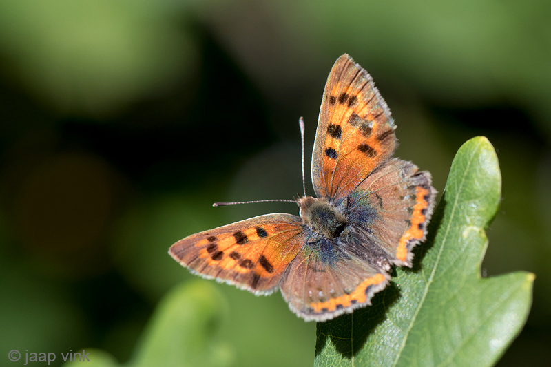 Small Copper - Kleine Vuurvlinder - Lycaena phlaeas