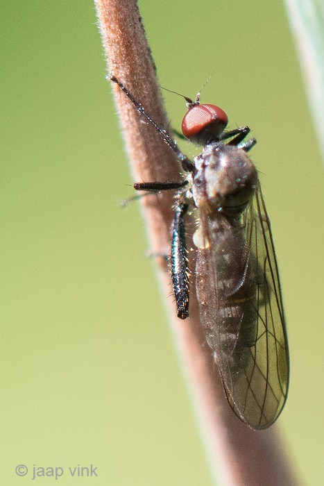 Hybotidae - Gewone Grashalmdansvlieg - Hybos culiciformis