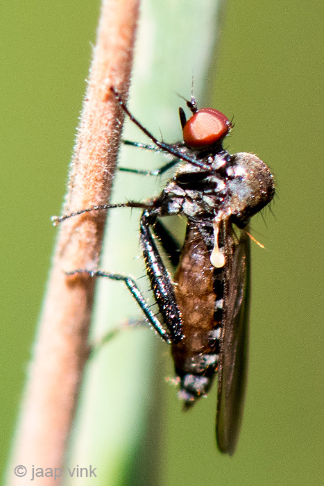 Hybotidae - Gewone Grashalmdansvlieg - Hybos culiciformiso