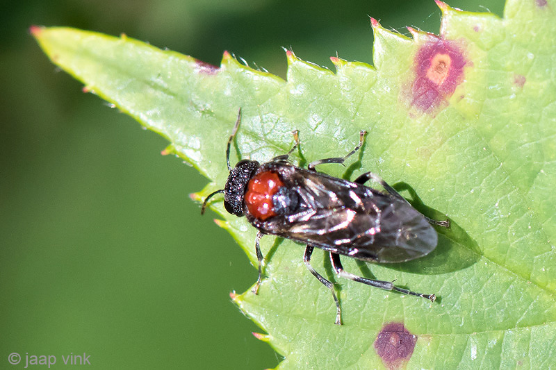 Alder Sawfly - Bladwesp - Eriocampa ovata