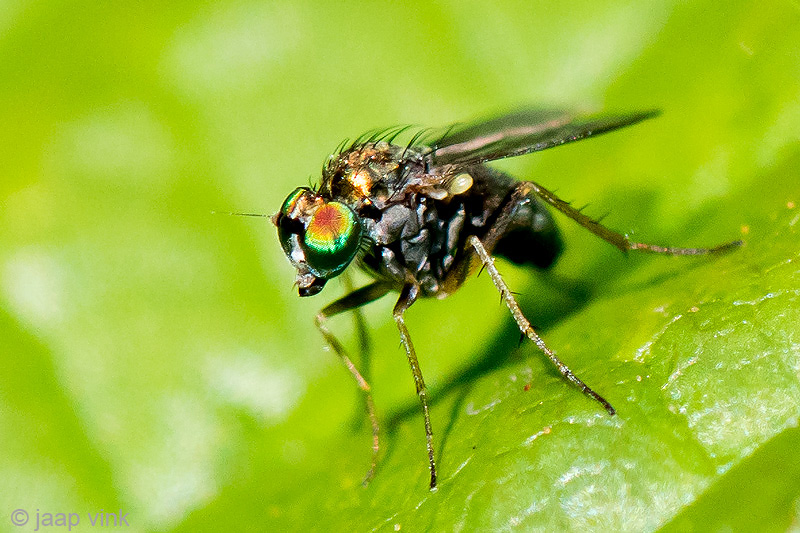 Dolichopodidae - Slankpootvlieg - Chrysotus neglectus