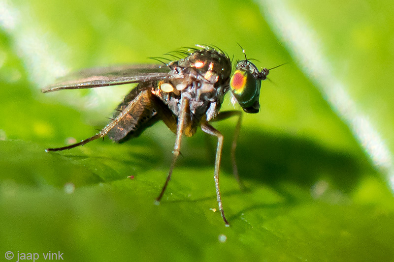 Dolichopodidae - Slankpootvlieg - Chrysotus neglectus