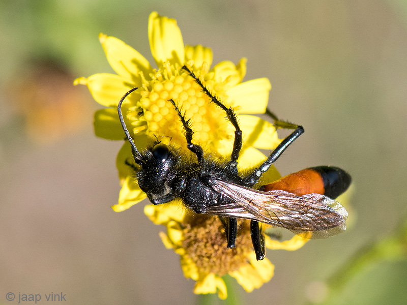 Red-banded Sand Wasp - Grote Rupsendoder - Ammophila sabulosa