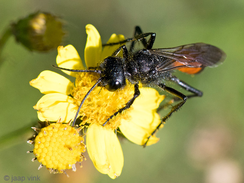 Red-banded Sand Wasp - Grote Rupsendoder - Ammophila sabulosa