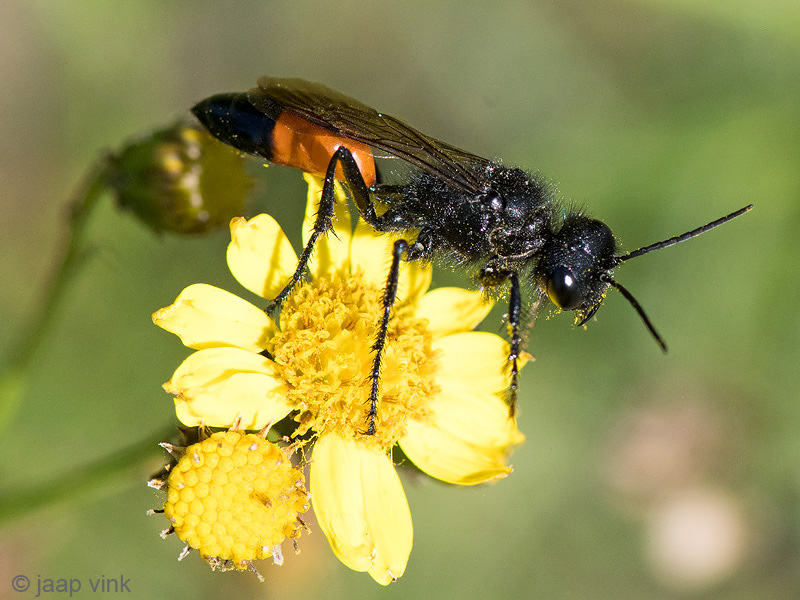 Red-banded Sand Wasp - Grote Rupsendoder - Ammophila sabulosa