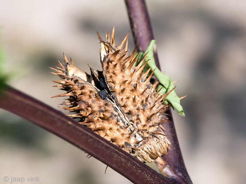 Thornapple - Doornappel - Datura stramonium